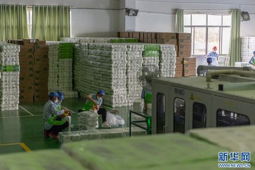 紙 短情長 解碼現(xiàn)代林產(chǎn)業(yè)綠色發(fā)展的 云景實(shí)踐